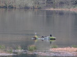 SX10559 Cormorants (Phalacrocorax Carbo) in Talybont Reservoir.jpg